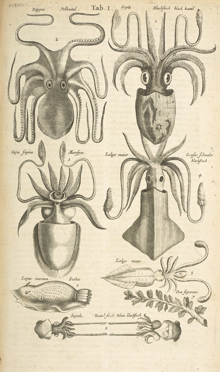 Fane I, blæksprutte, Illustration fra fra 