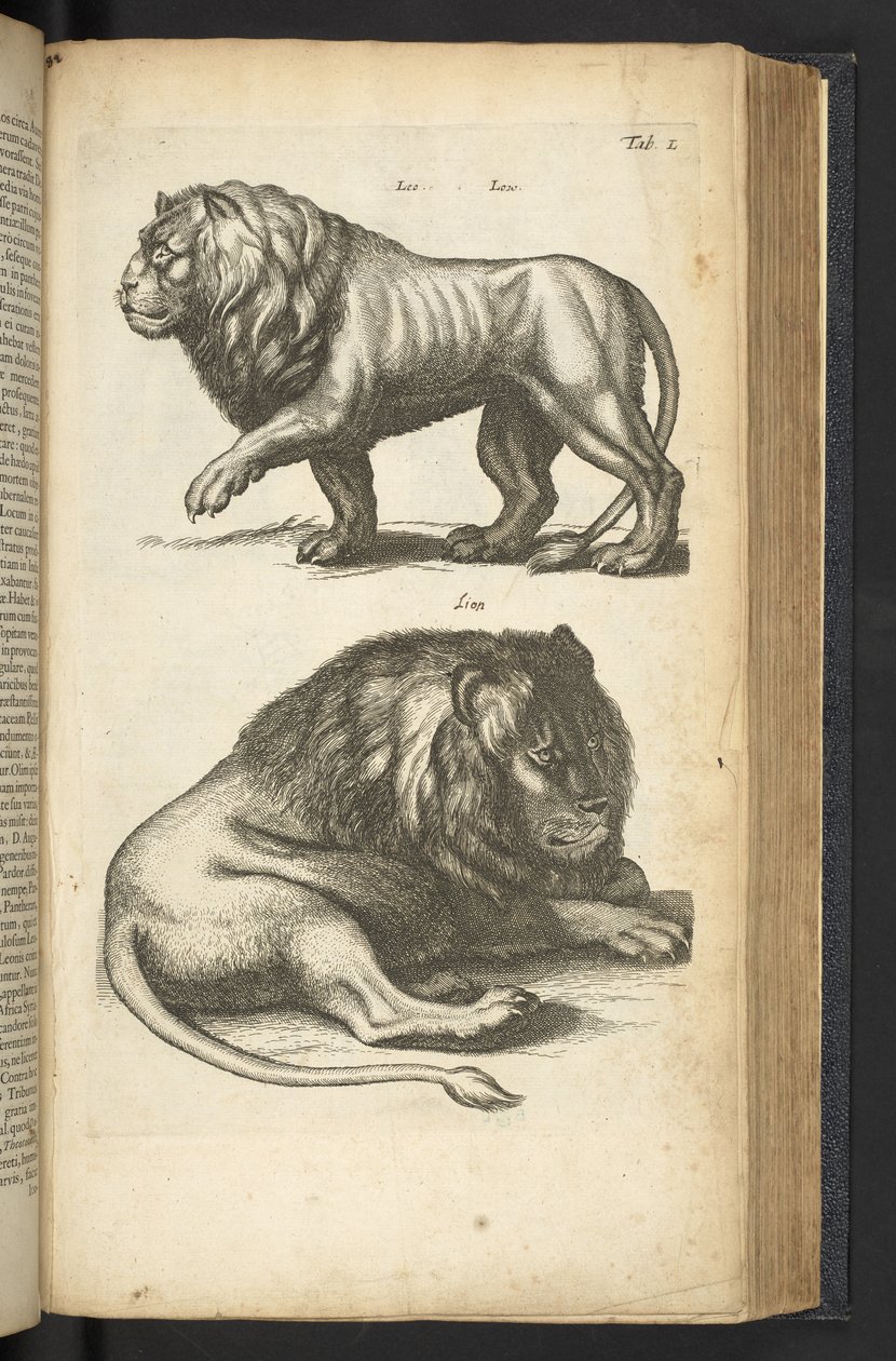 Tab L, Lions, illustration fra 