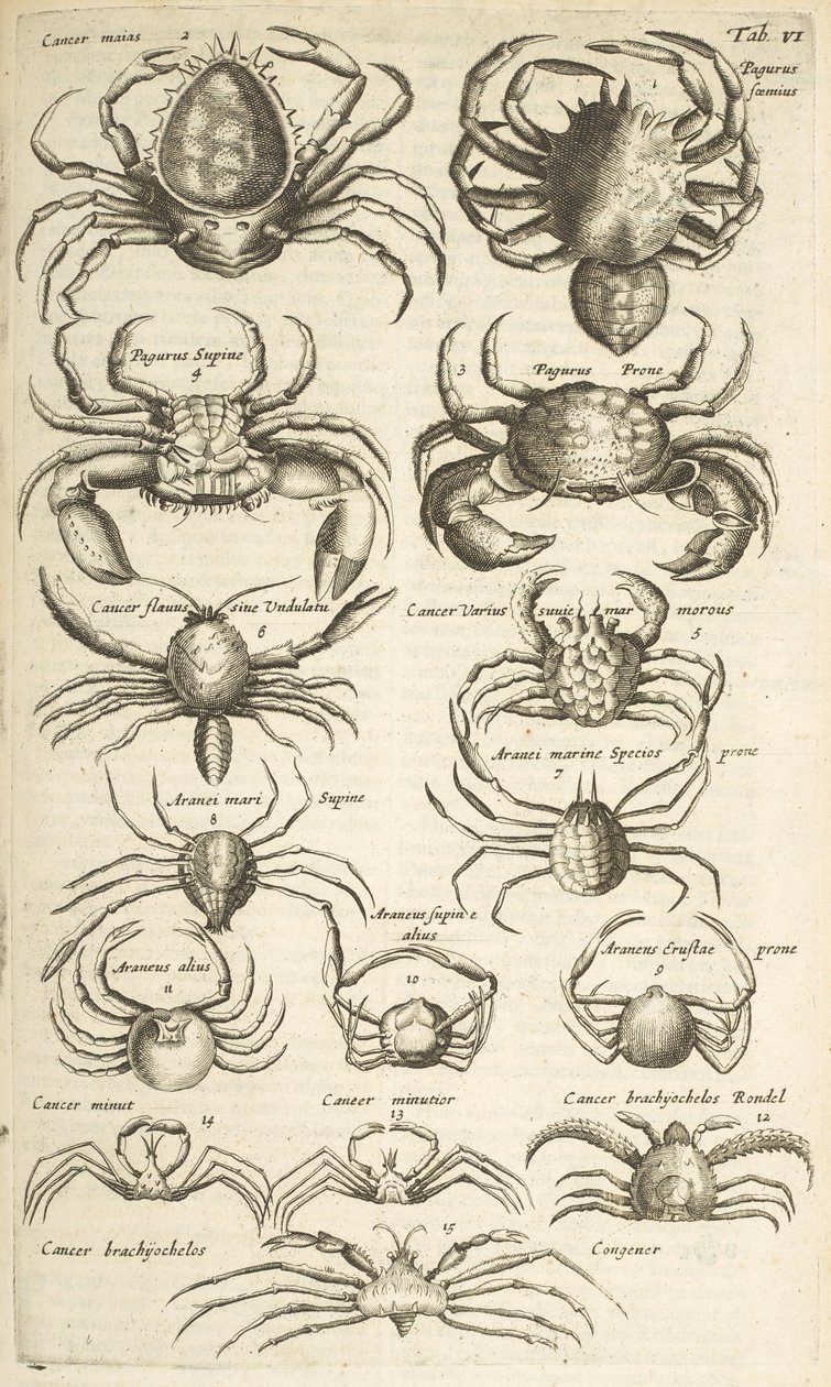 Fane VI, Krabber, Illustration fra af Mattaus the Younger Merian