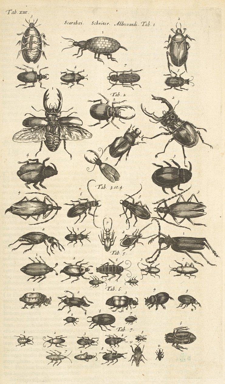 Fane XIII, biller, illustration fra 