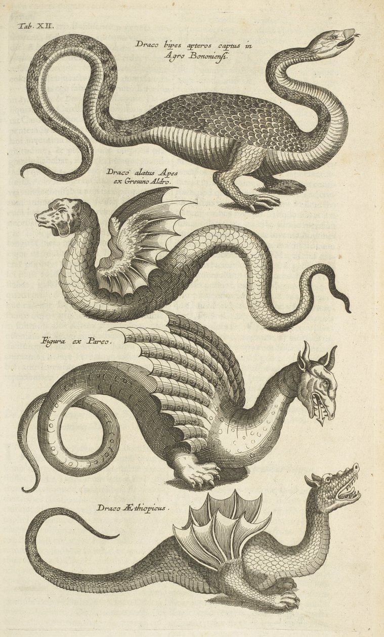 Fane XII, Mytiske væsner, Drager, Illustration fra 
