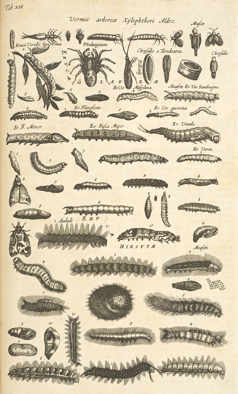 Tab XIX, Caterpillars, Illustration fra fra 