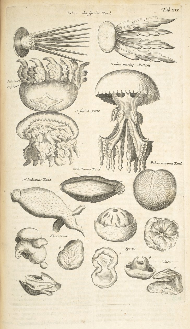 Fane XIX, vandmænd, søagurk og andet havliv, Illustration fra 