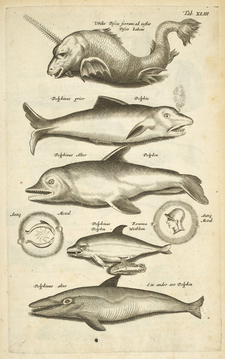 Fane 43, Delfiner, Illustration fra fra 