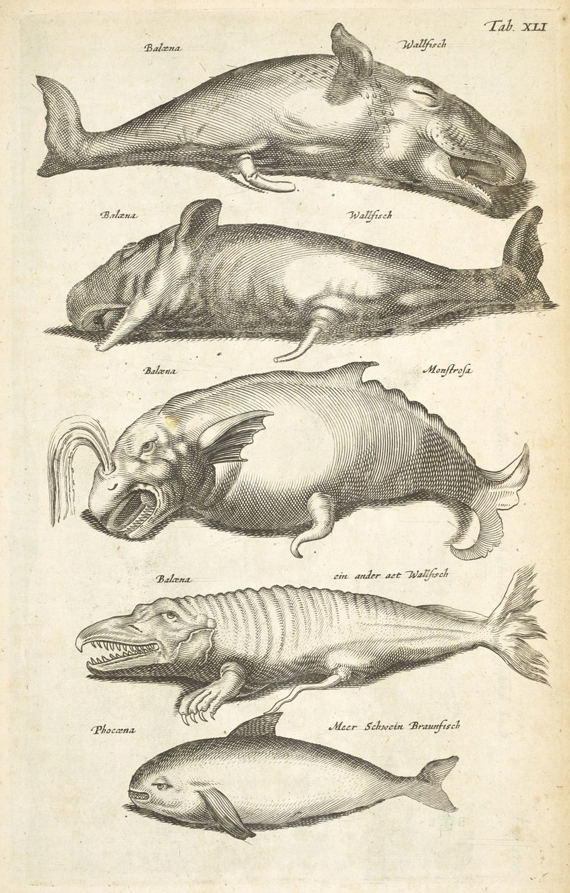 Tab XLI, Hvaler, Illustration fra 