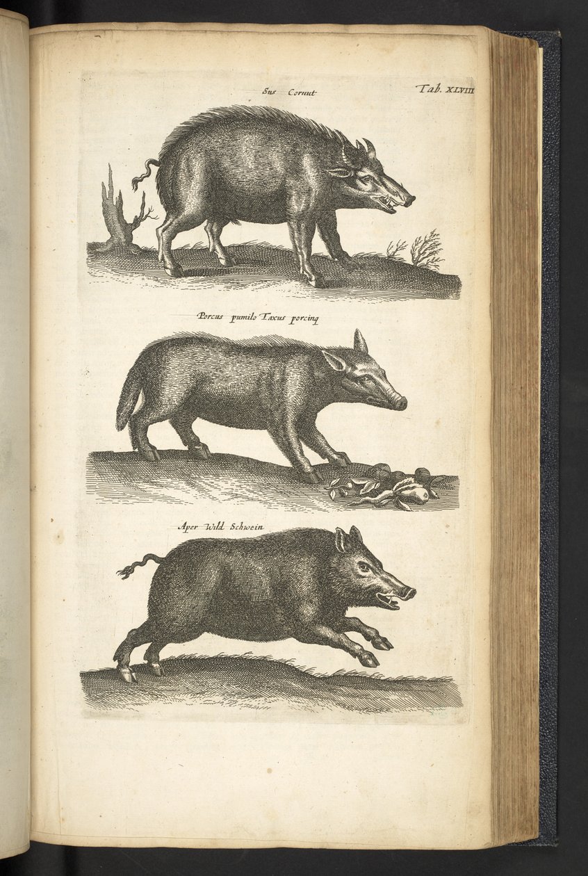 Fane 48, Vildsvin, Illustration fra 