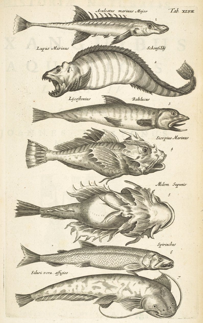 Fane 47, Fiskearter, Illustration fra fra 