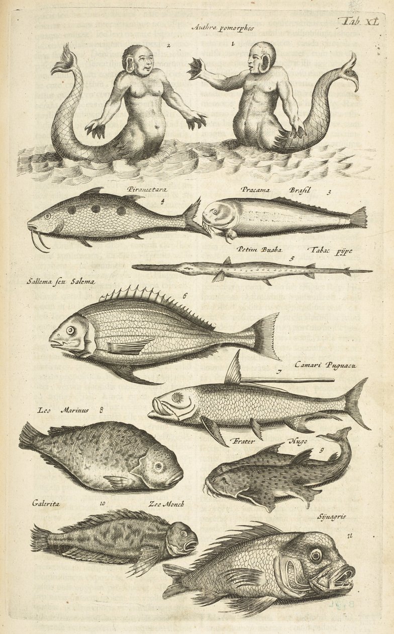 Tab 40, Anthropomorphos; Havfrue; Havmand; Tropical Fish, Illustration fra fra 