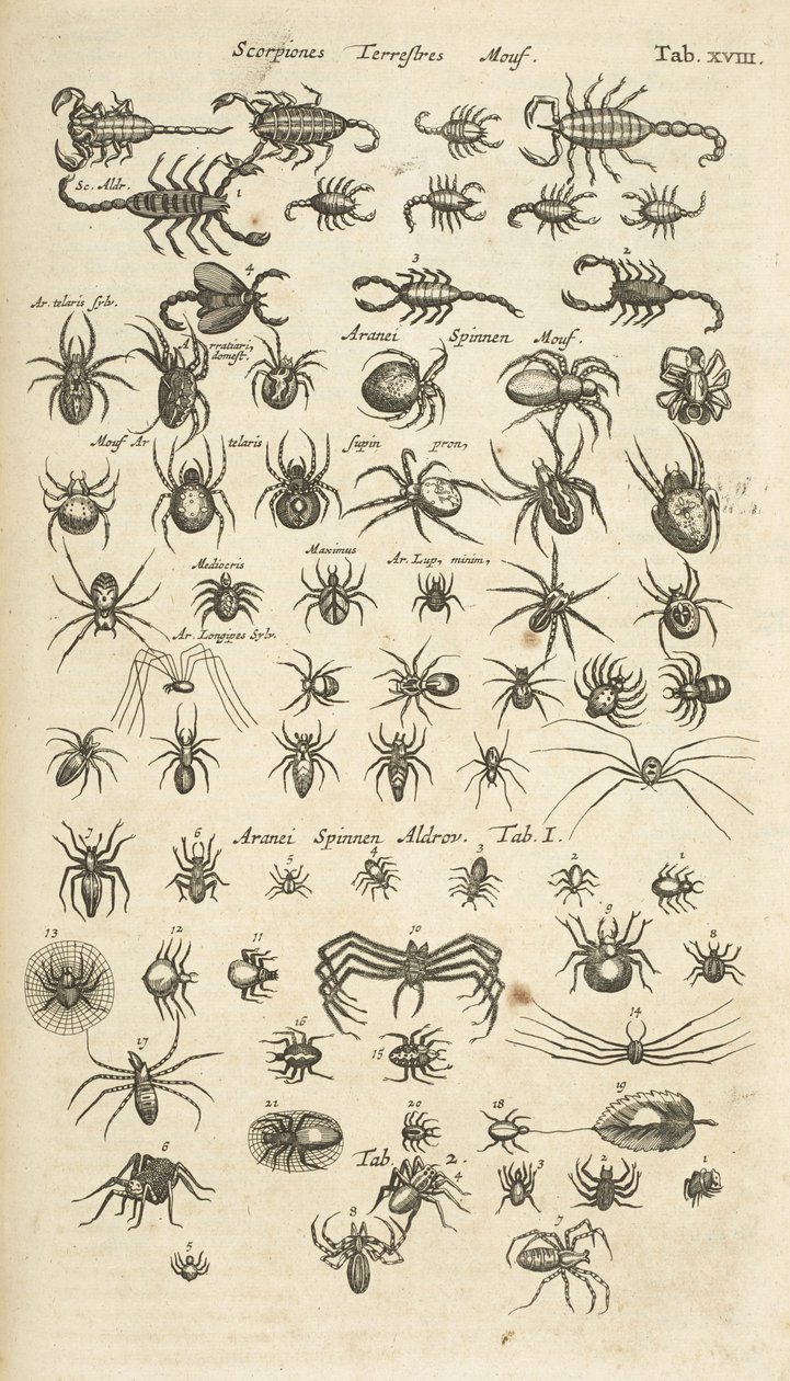Tab XVIII, terrestriske skorpioner og arachnider, illustration fra 
