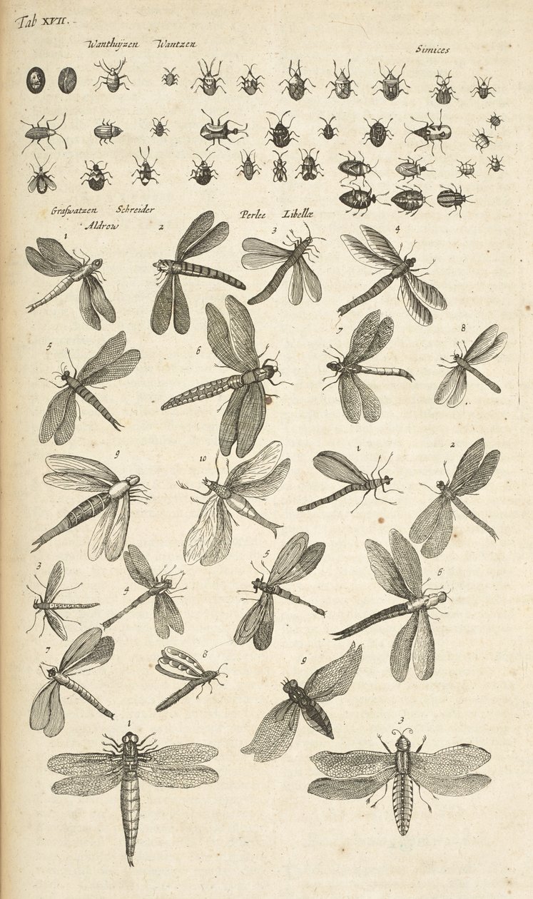 Fane XVII, guldsmede, Illustration fra fra 