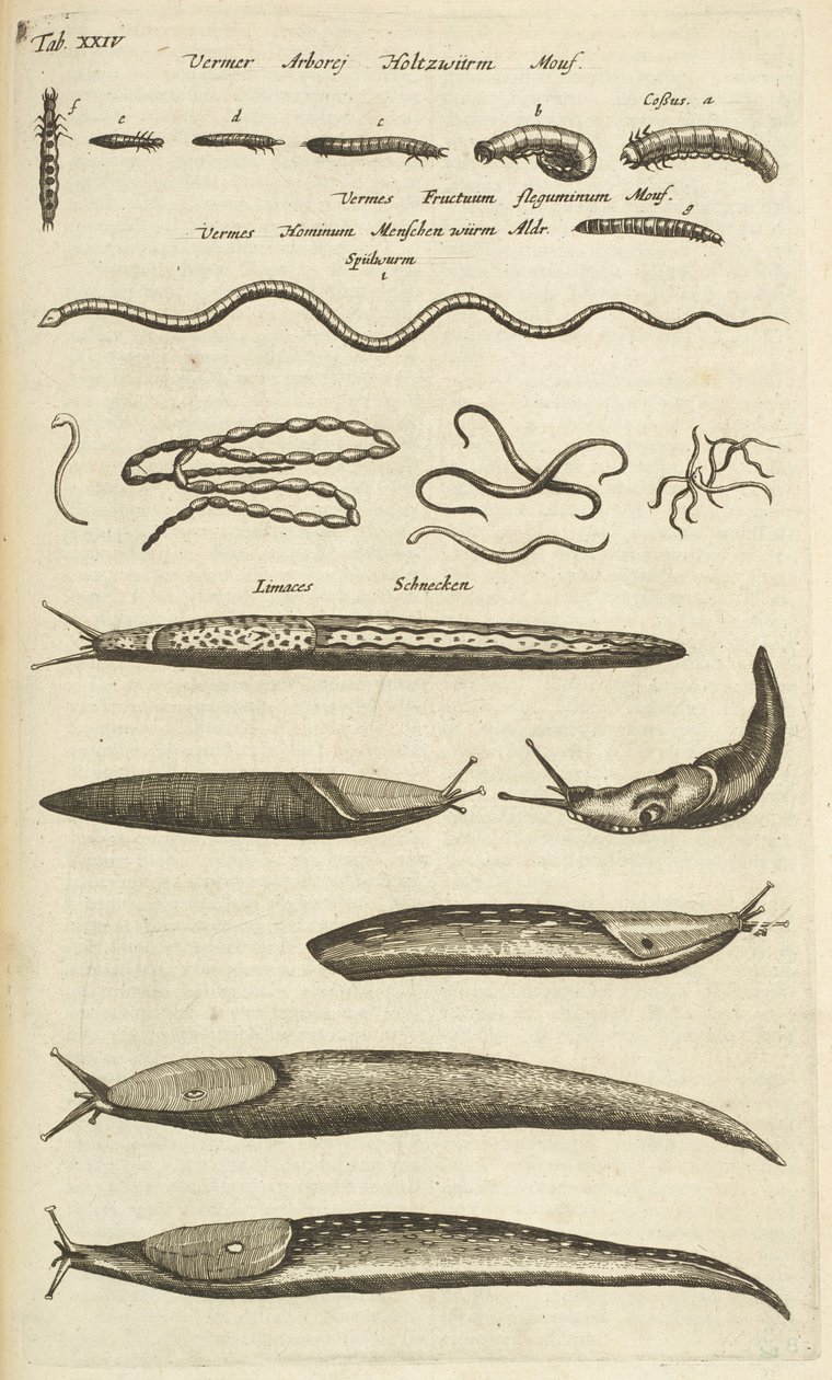 Fane XXIV, Snegle og orme, Illustration fra 