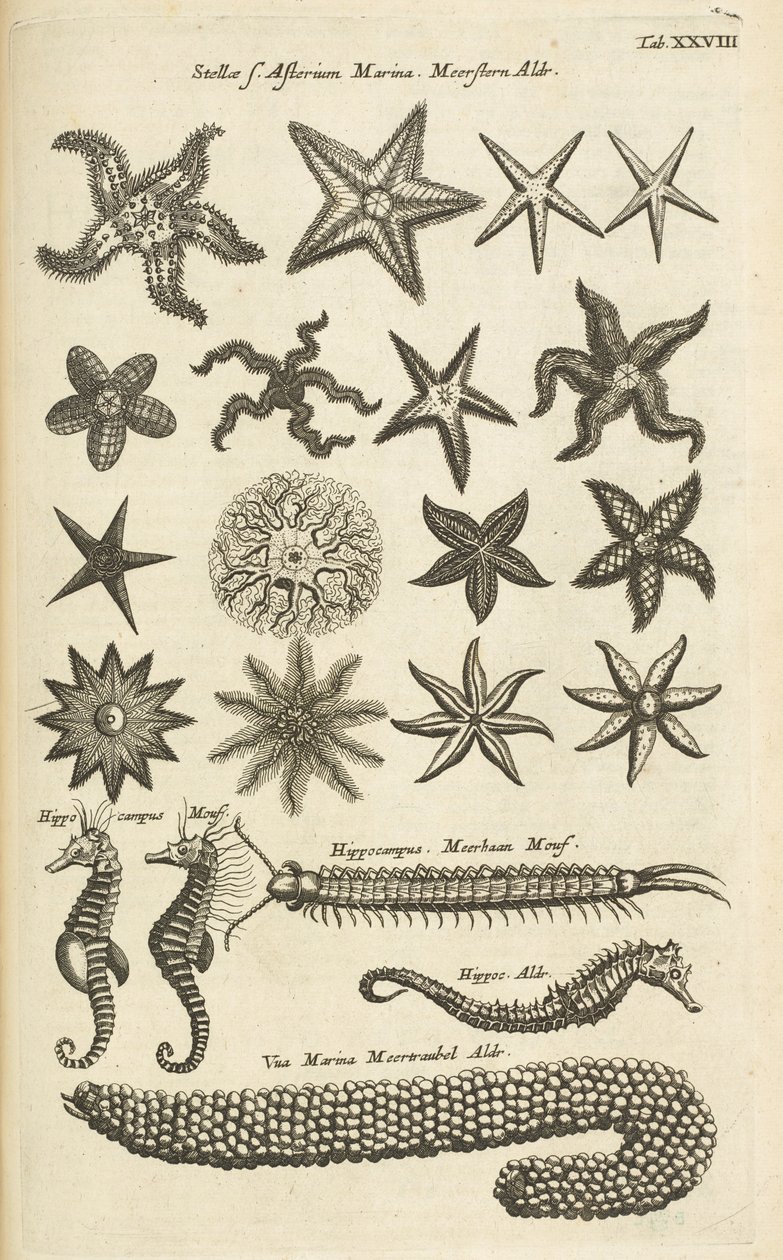 Fane XXVIII, Søstjerner og Søheste, Illustration fra af Mattaus the Younger Merian