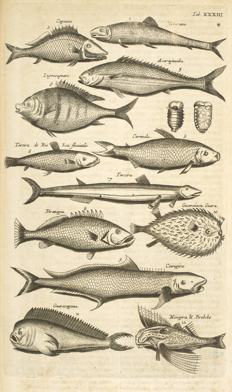 Tab. 33, Spiny fish, Illustration fra fra 