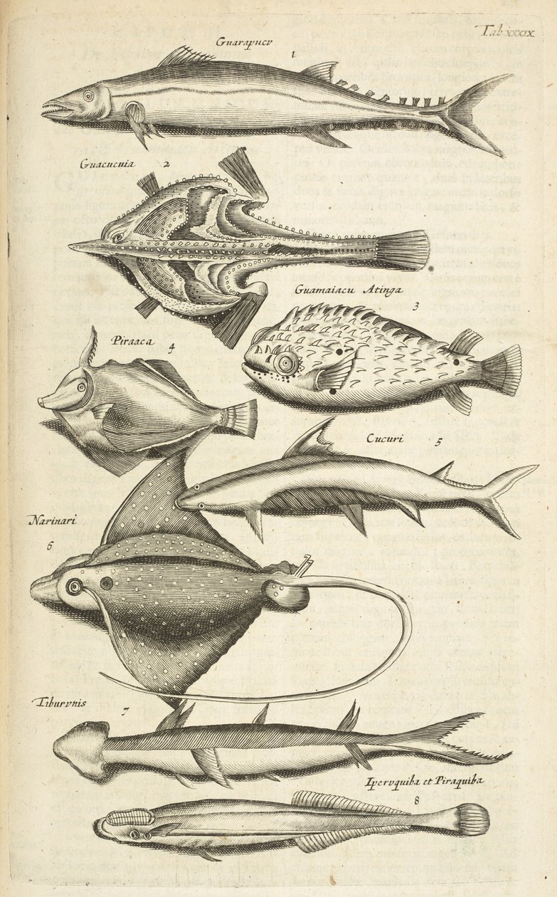 Fane XXXIX, Fiskearter, Illustration fra fra 