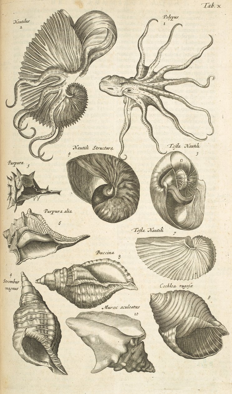 Tab X, blæksprutte og Nautilus skaller, Illustration fra 