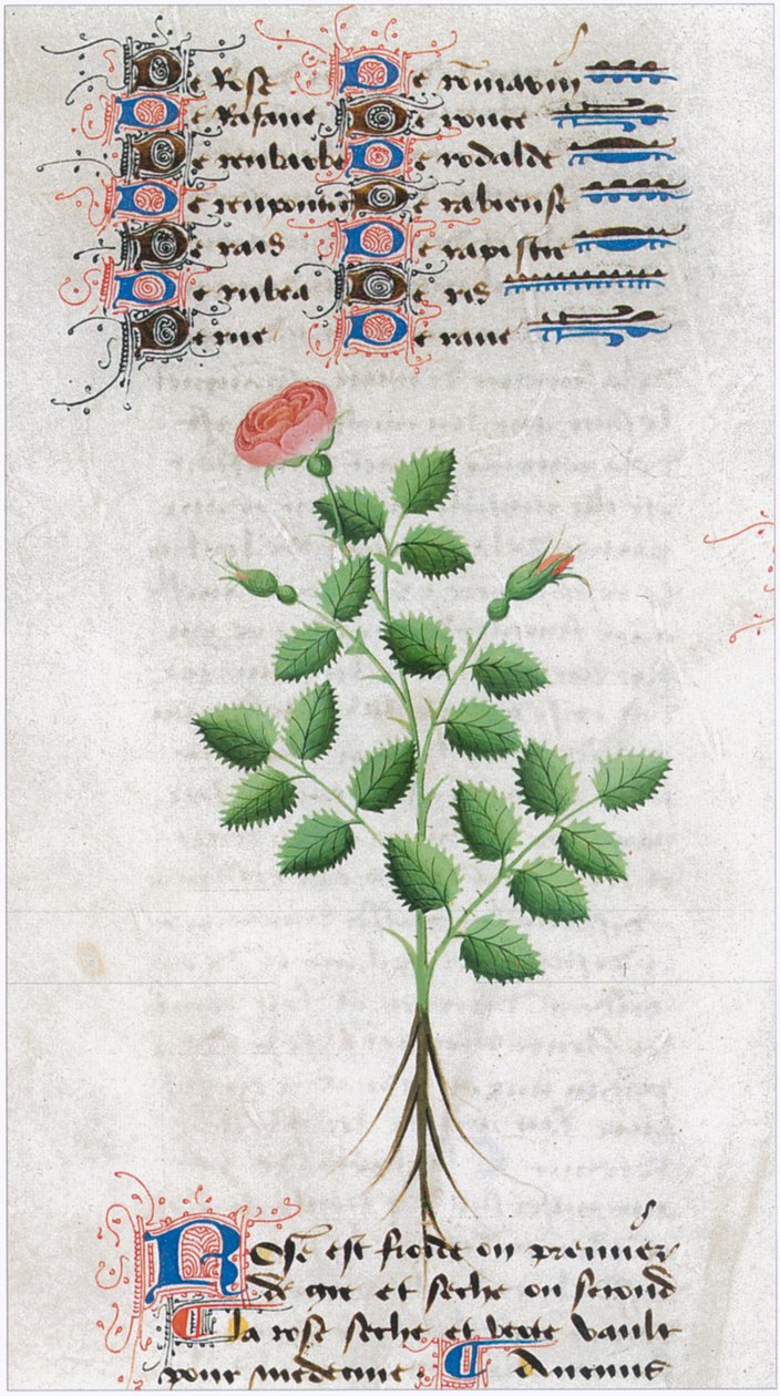  af Matthaeus Platearius