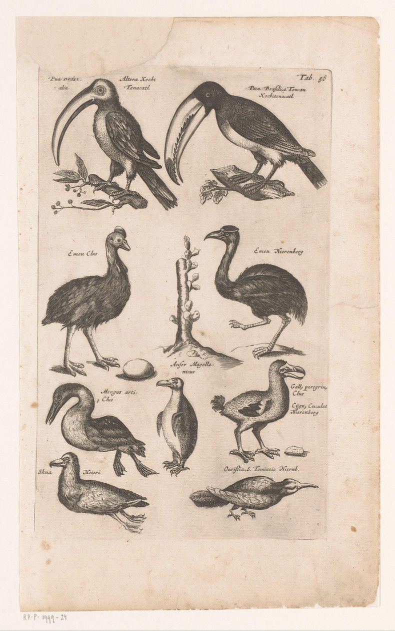 Tokans og andre fugle Fuglenes naturhistorie, bog 6 J. Jonston (serietitel) af Matthaus Merian
