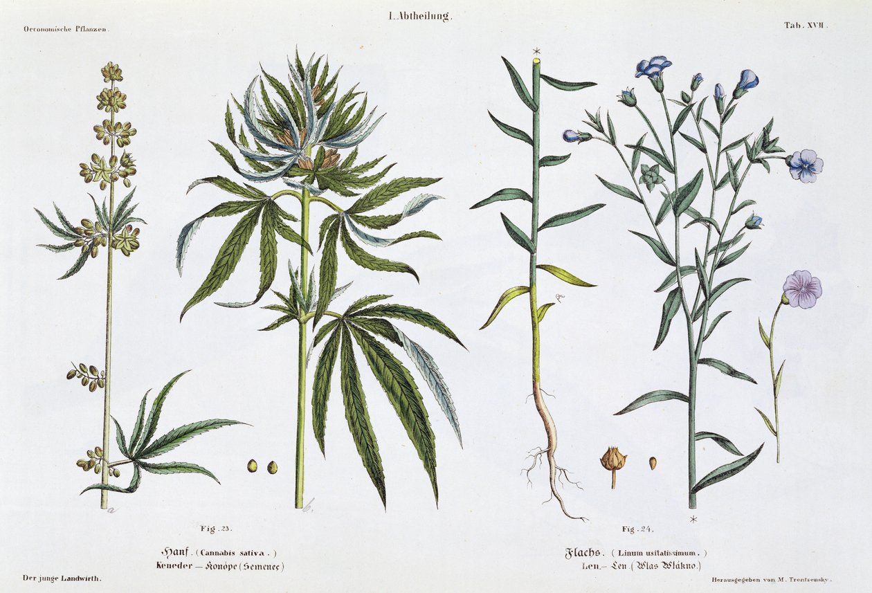 Cannabis og hør, fra 