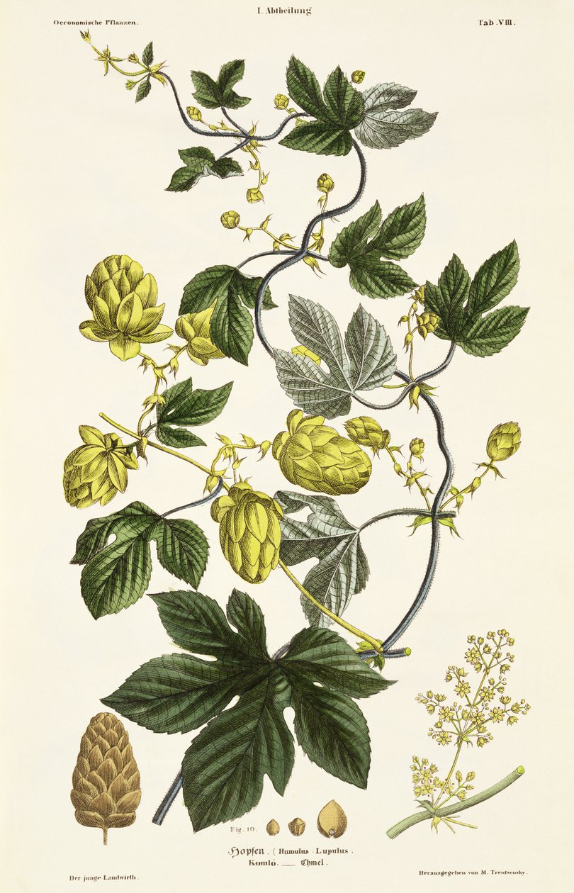 Hop Vine, fra 