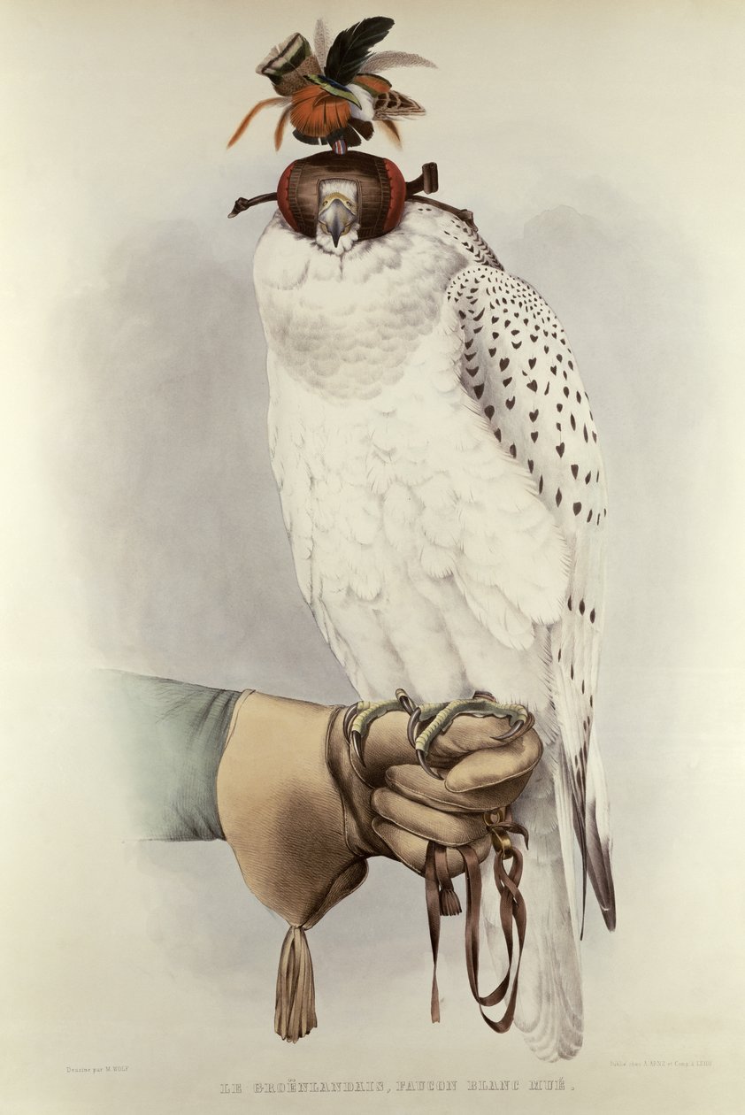 Le Greenlandais, Faucon Blanc Mue, fra Traite de Fauconnerie af H. Schlegel & A.H. Verster de Wulverhorst, 1844-53 af Mattias Wolf