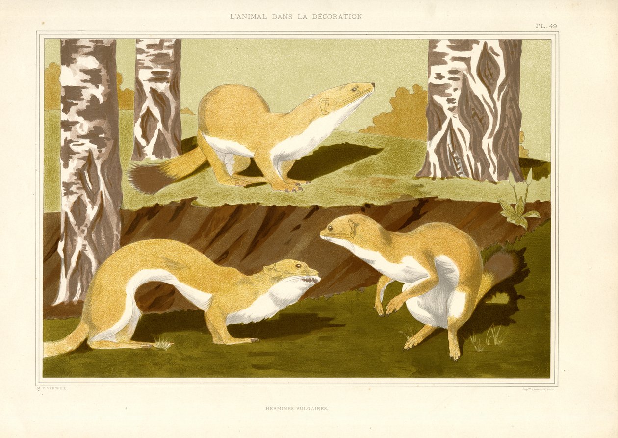 Studie af hermeliner i birkeskov (litografi) af Maurice Pillard Verneuil