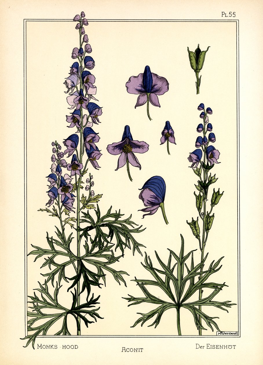 The Aconite (farve litho) af Maurice Pillard Verneuil