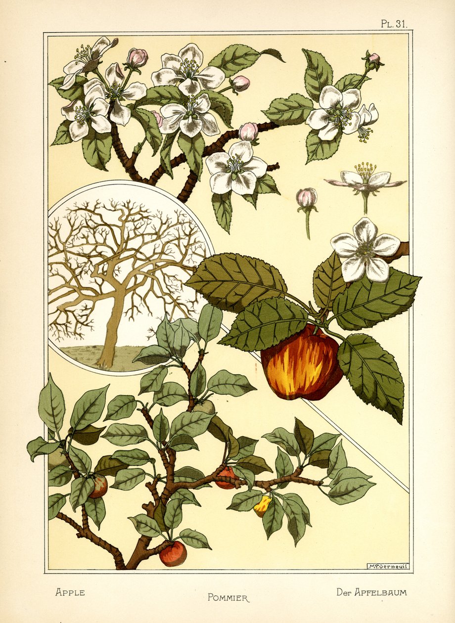 Æbletræet (farve litho) af Maurice Pillard Verneuil