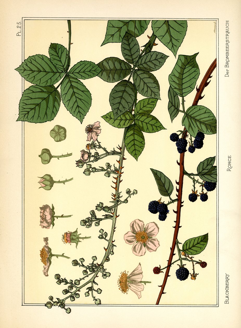The Blackberry Bush (farve litho) af Maurice Pillard Verneuil