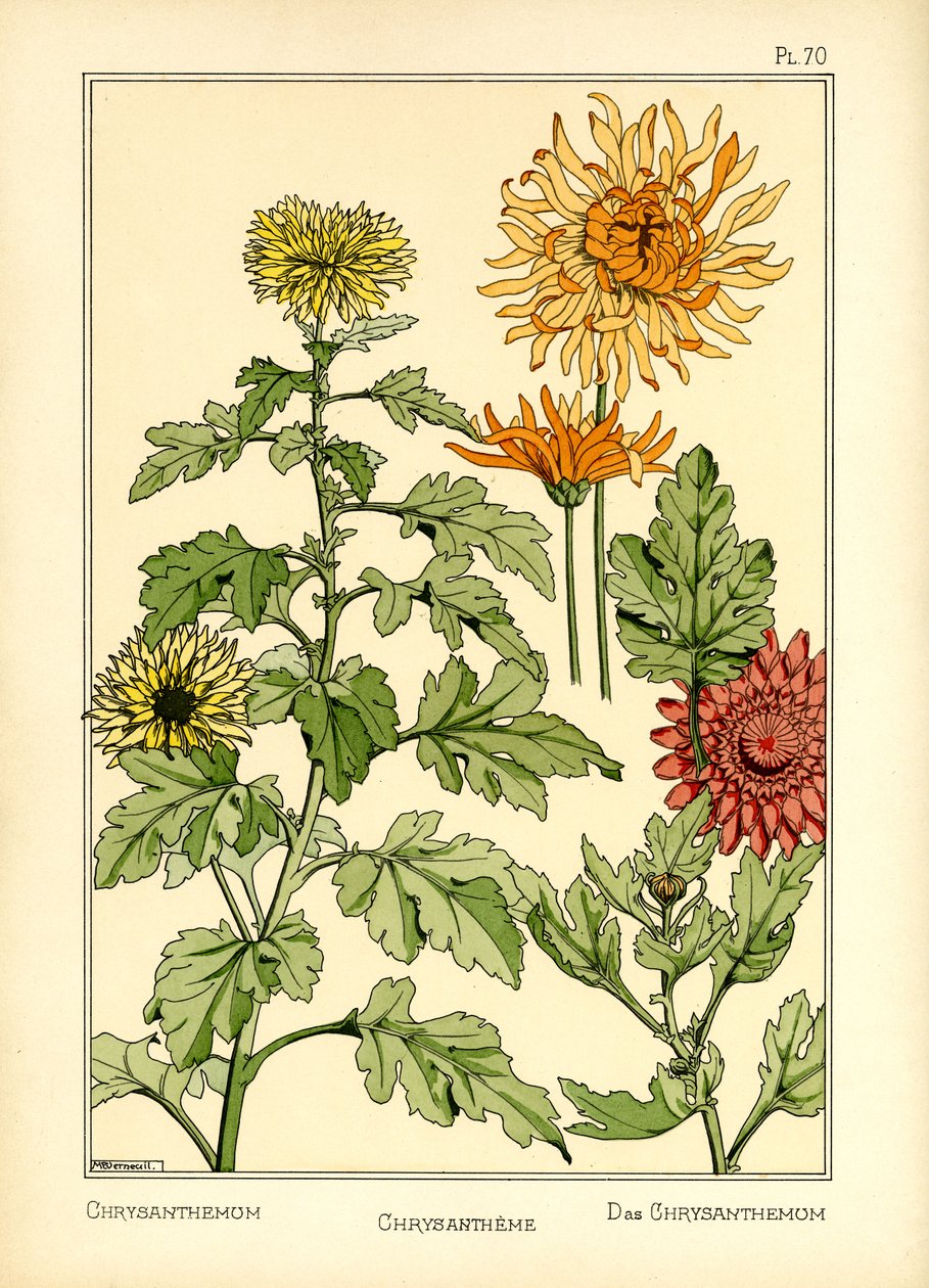 Krysantemum (farve litho) af Maurice Pillard Verneuil