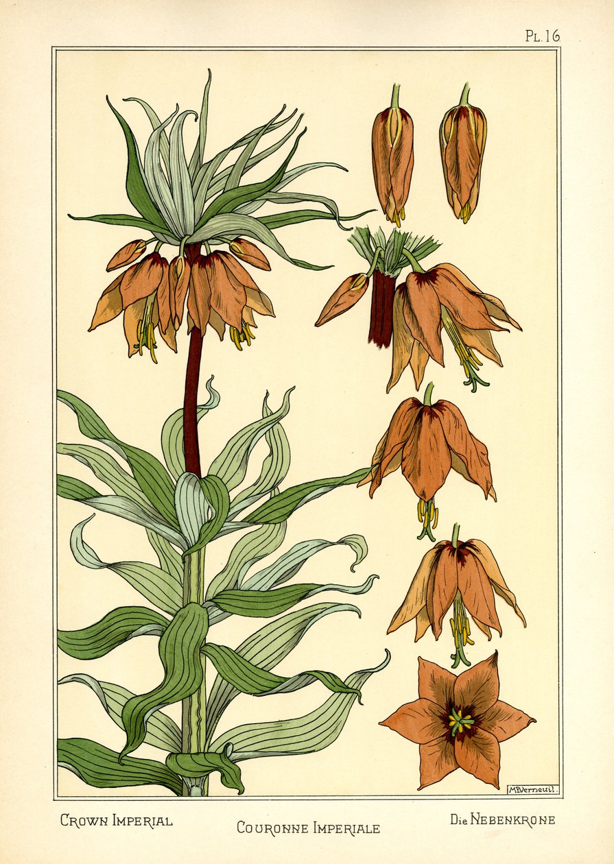 The Crown Imperial (farve litho) af Maurice Pillard Verneuil