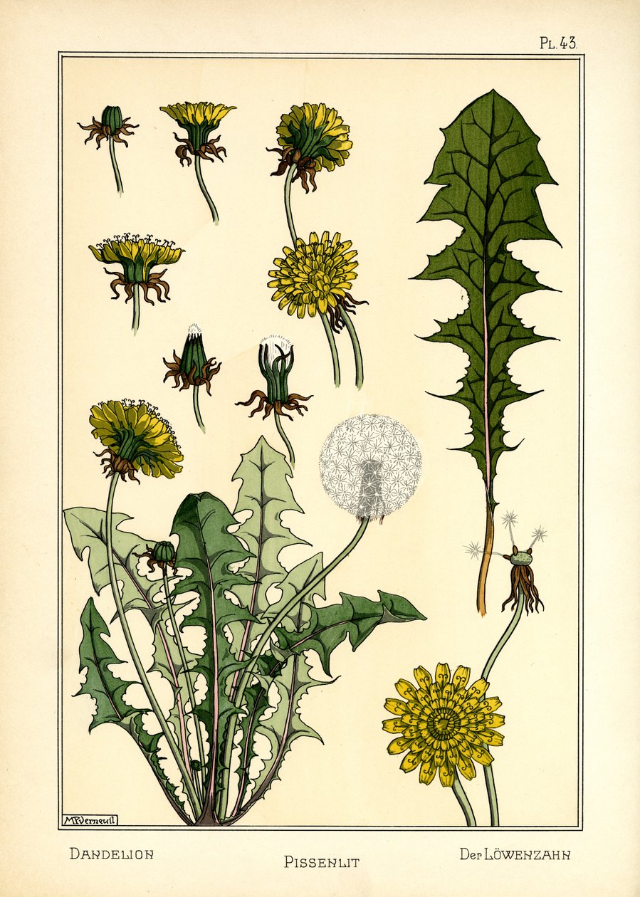 Mælkebøtten (farve litho) af Maurice Pillard Verneuil