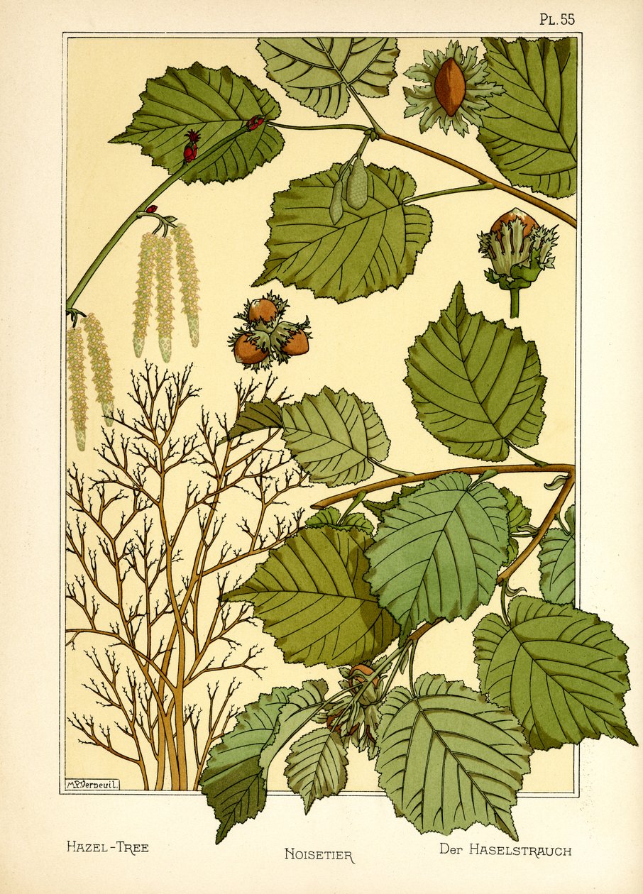 Hasseltræet (farve litho) af Maurice Pillard Verneuil