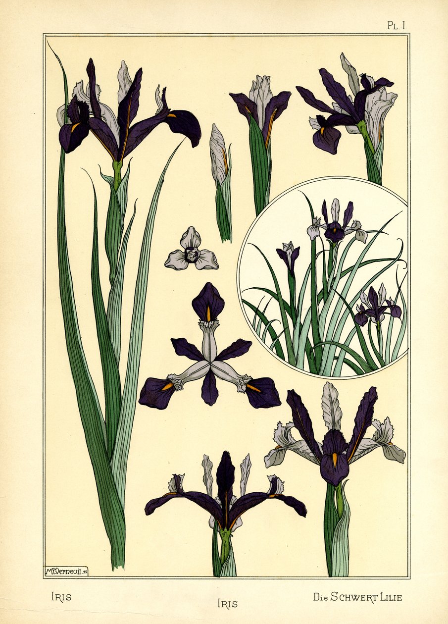 Iris (farve litho) af Maurice Pillard Verneuil