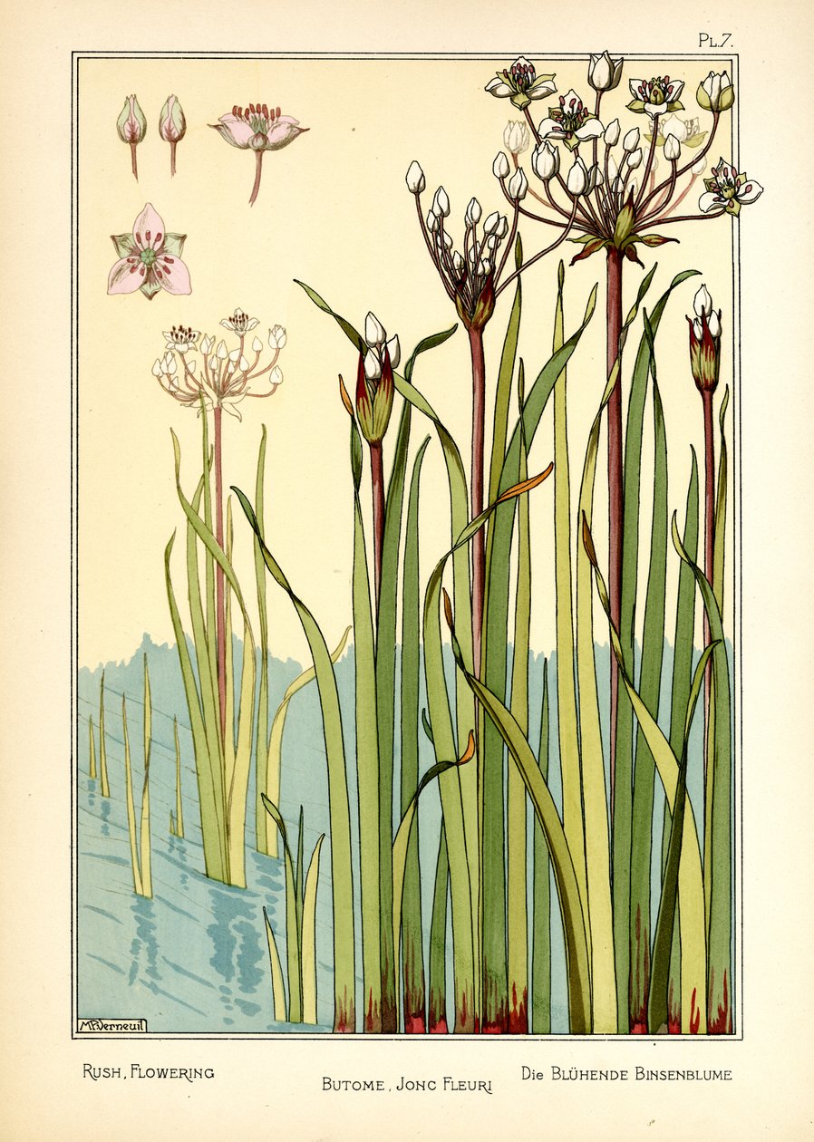 The Rush Flowering (farve litho) af Maurice Pillard Verneuil
