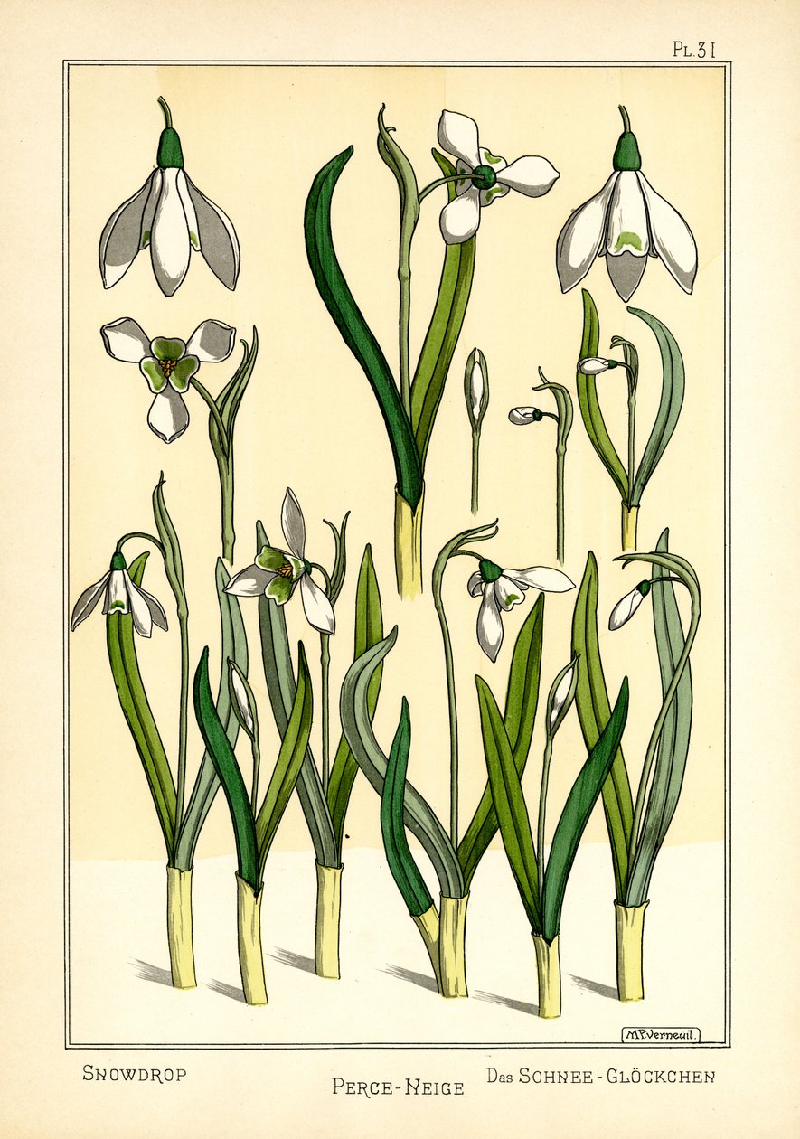 Vintergækken (farve litho) af Maurice Pillard Verneuil