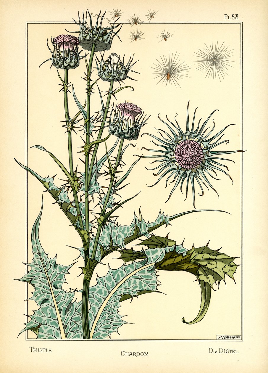 The Thistle (farve litho) af Maurice Pillard Verneuil