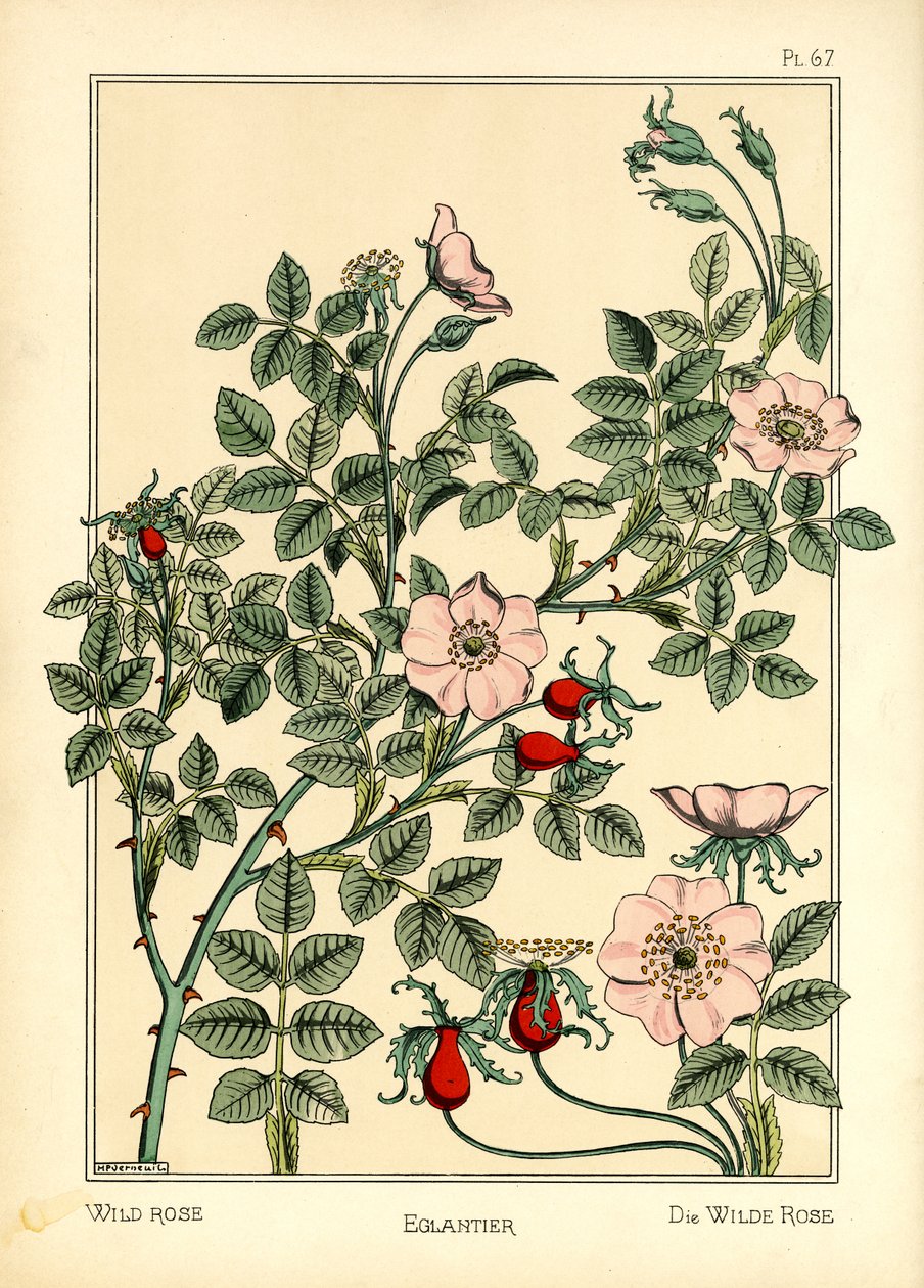 The Wild Rose (farve litho) af Maurice Pillard Verneuil
