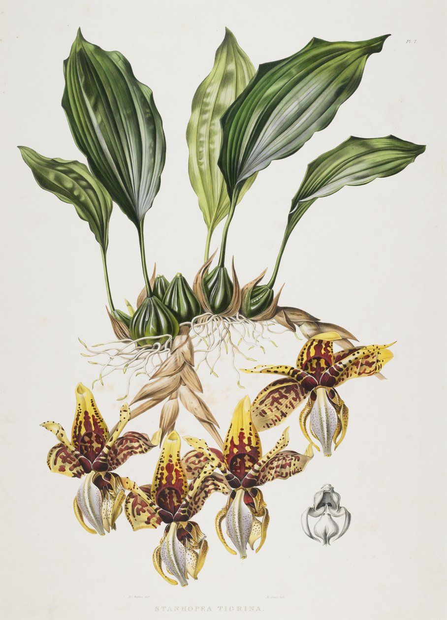 Stanhope Tiger Orchid, 1838 af Maxim Gauci