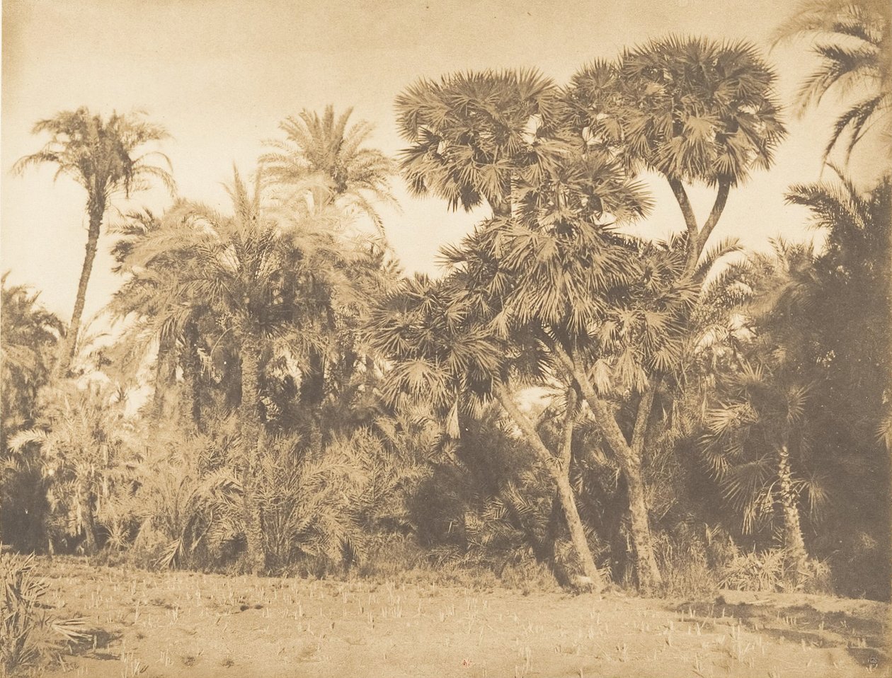 Træ af Dadelpalmer og Doums, i Hamarneh, 1849-50. af Maxime Du Camp