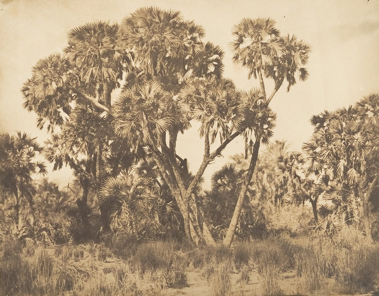 Doum Palms ved Hamarneh, 1849-50. af Maxime Du Camp