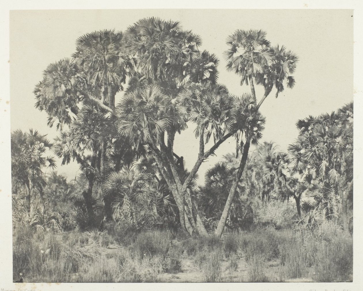 Doum palmer, Øvre Egypten af Maxime Du Camp