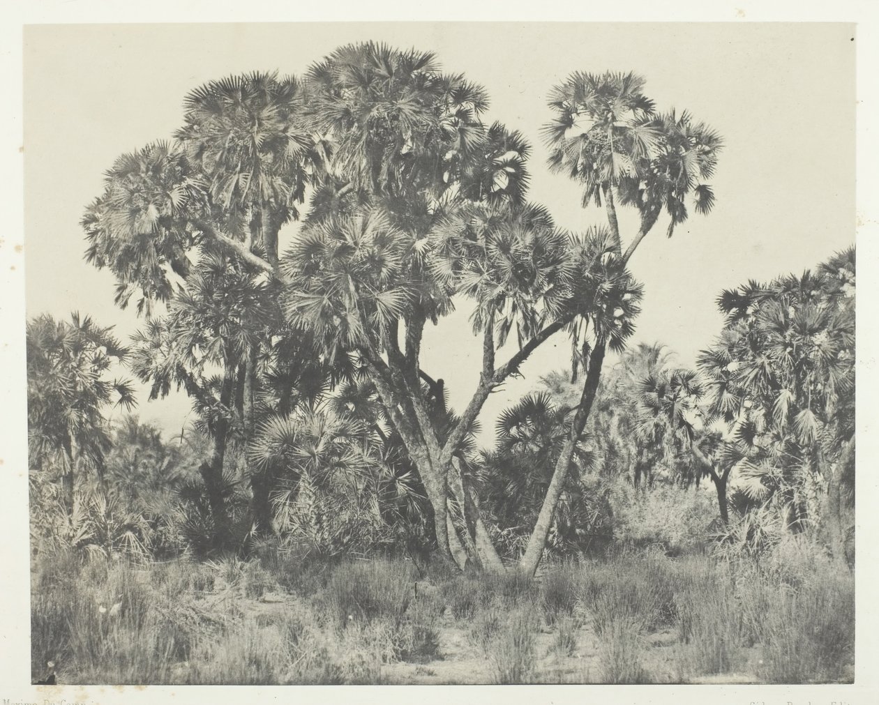 Palmetræer Doums, Øvre Egypten, 184951, trykt 1852. af Maxime Du Camp