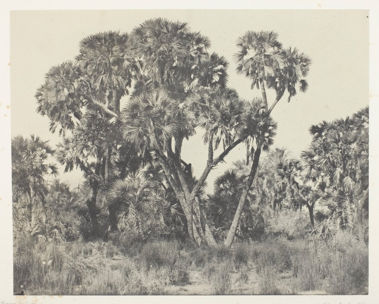 Doum palmer, Øvre Egypten af Maxime Du Camp