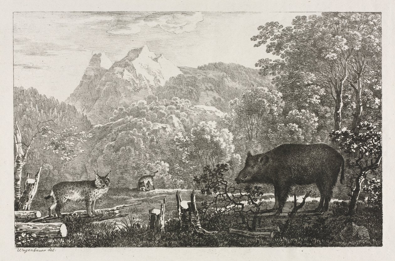 Vildsvin, vildkat og los, 1807. af Maximilian Josef Wagenbauer
