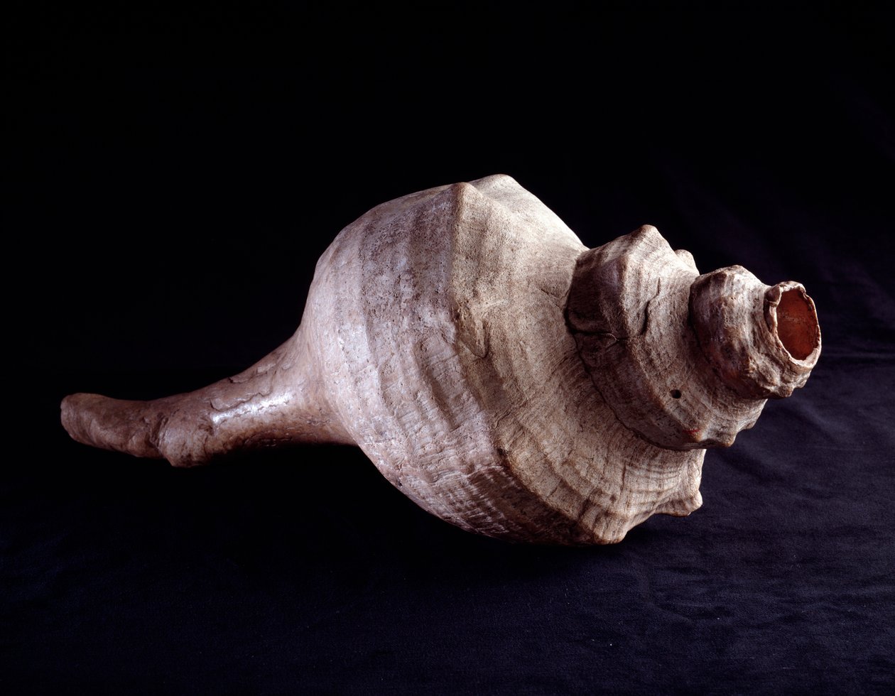 Præcolombiansk kunst, Maya-civilisation, klassisk periode: skal bruges som musikinstrument (trompet). fra Uaxactun, Guatemala. Svag. 19,2x41,5 cm Guatemala, Museo Nazionale di Archeologia e Etnologia - Præ-columbiansk kunst, Maya-civilisation, Klassisk per af Mayan Mayan