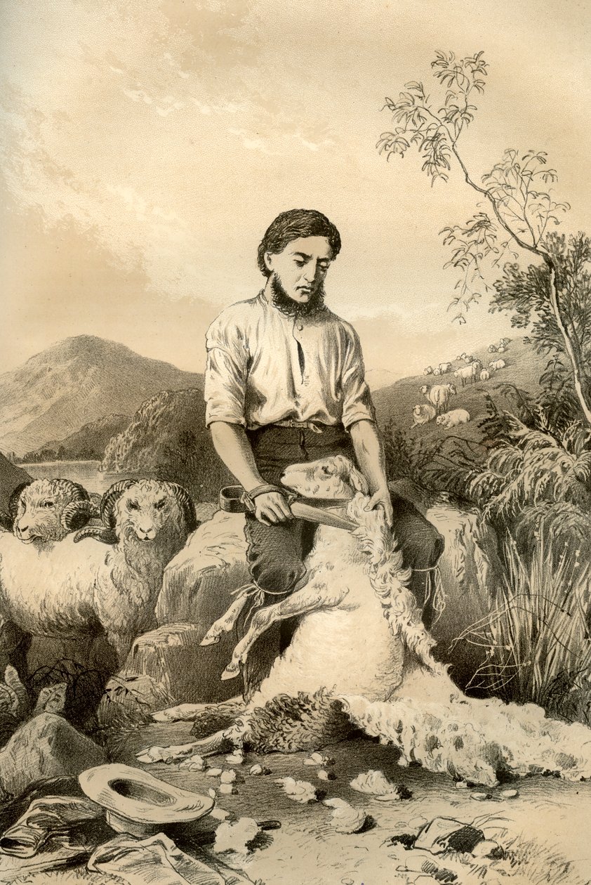 Fåreklipning, 1879 af McFarlane and Erskine