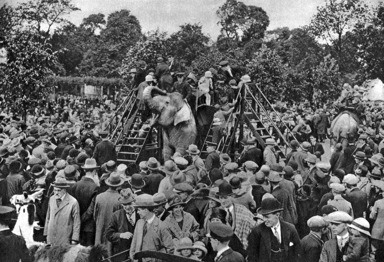 Elefantridning i London Zoo, 1926-1927 af McLeish