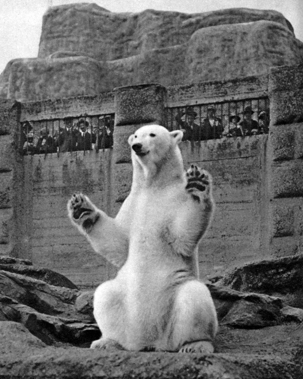 Isbjørn på Mappin-terrassen i London Zoo, 1926-1927 af McLeish