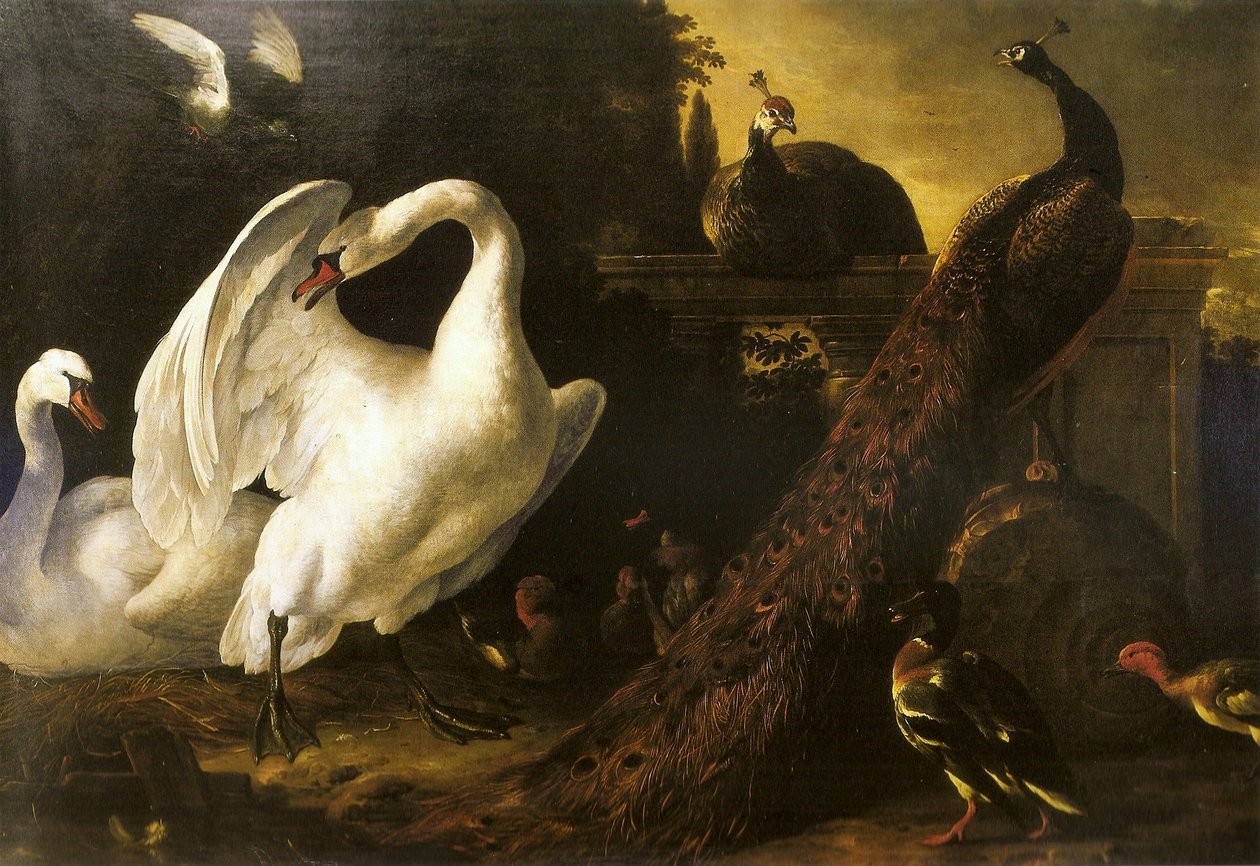 Svaner og påfugle af Melchior de Hondecoeter