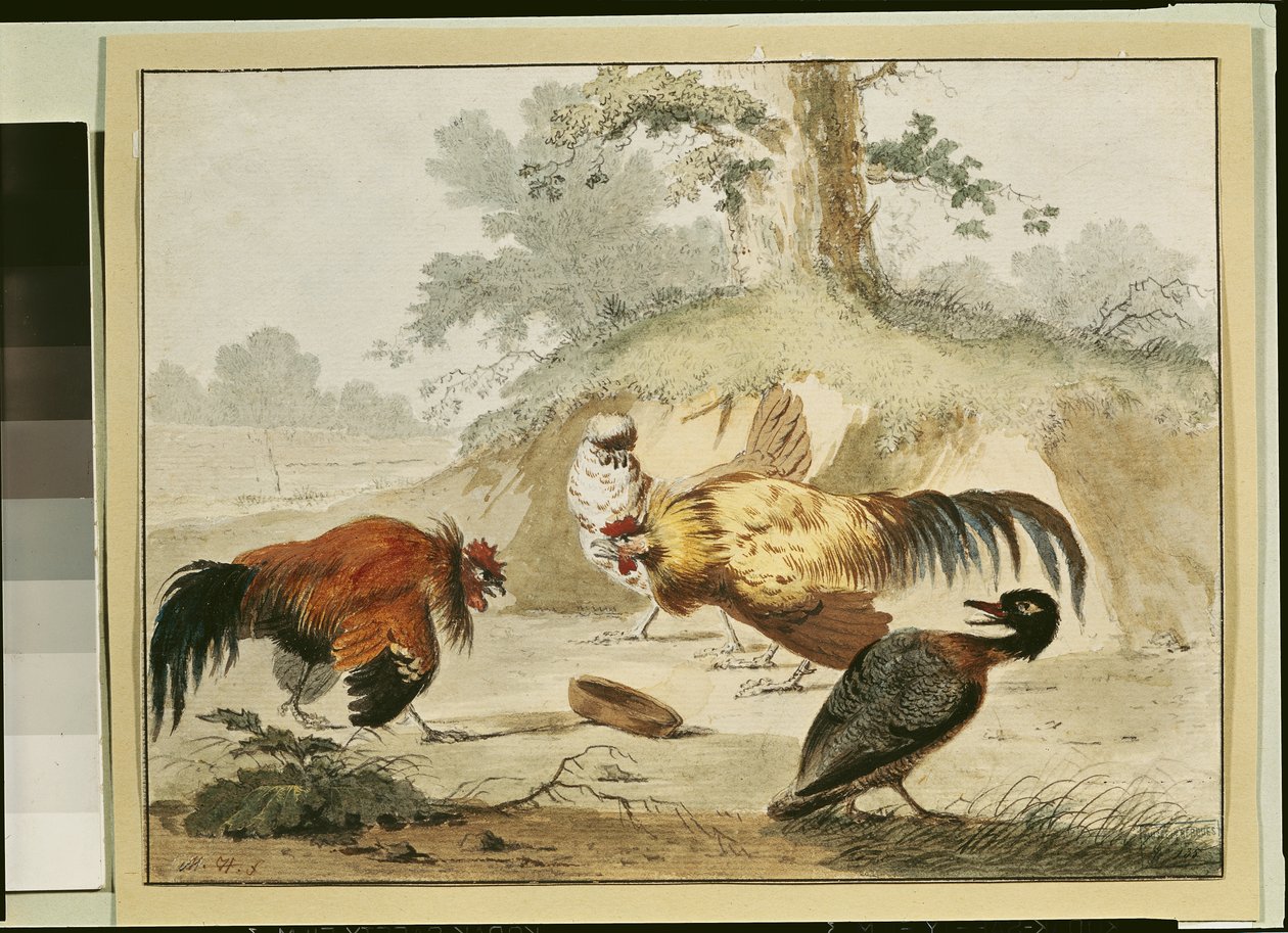Haner kæmper af Melchior de Hondecoeter